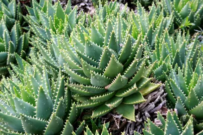 aloe-brevifolia-