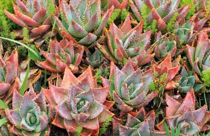 aloe-brevifolia-1