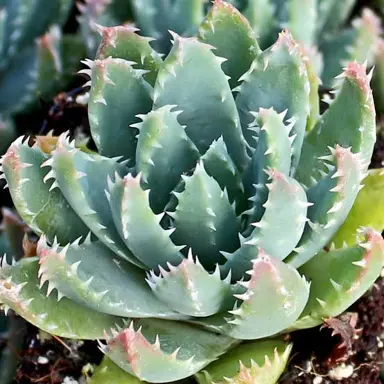 aloe-brevifolia-3