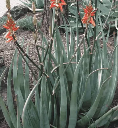aloe-cryptopoda-