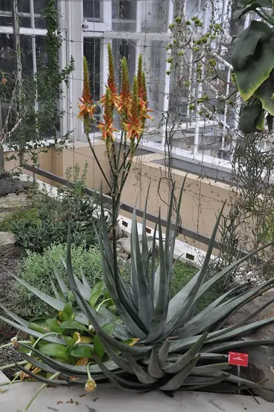 aloe-cryptopoda-2