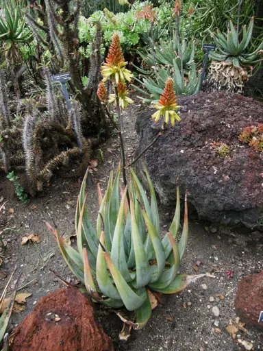 aloe-cryptopoda-3