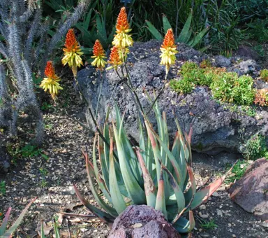 aloe-cryptopoda-4