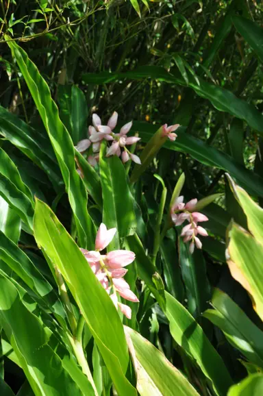 alpinia-pink-perfection-