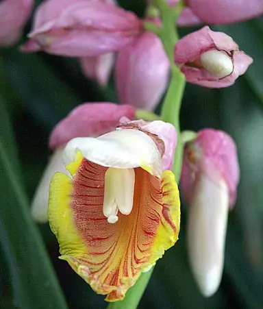 alpinia-pink-perfection-2