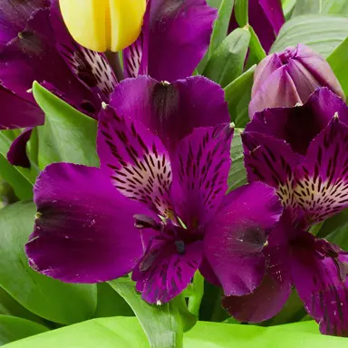 Alstroemeria 'Dark Purple' purple flowers with dark flecks.