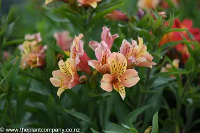 alstroemeria-inca-ice--1