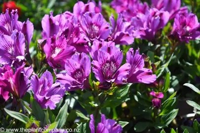 alstroemeria-indigo--3