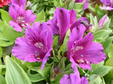 alstroemeria-indigo-