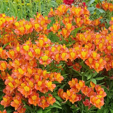 alstroemeria-orange-glory-1