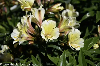 alstroemeria-summer-glow--1