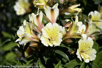 alstroemeria-summer-glow--2