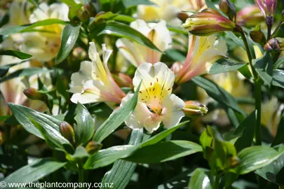 alstroemeria-summer-glow--4