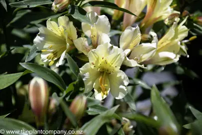 alstroemeria-summer-glow-