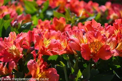 alstroemeria-summer-holiday--4