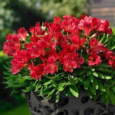 alstroemeria-valentino--1