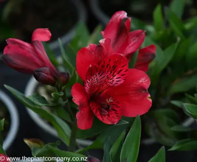 alstroemeria-valentino--3