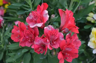 alstroemeria-valentino-