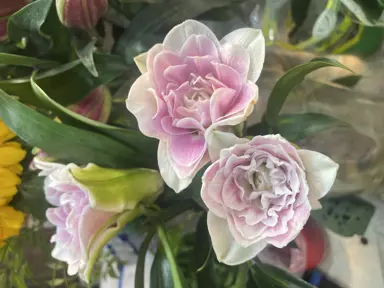 Amaryllis 'Candy Belle' light pink flowers held as a cluster.