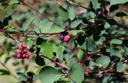 Amelanchier alnifolia pink and purple berries hanging from branches also hosting lush, green foliage.