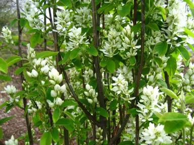 Amelanchier alnifolia 'Obelisk' tree with lush, green foliage with elegant white flowers.