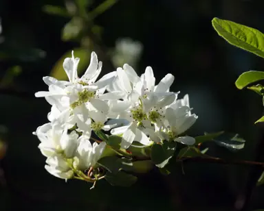 Amelanchier alnifolia cluster of white flowers.
