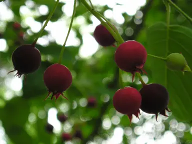 Amelanchier canadensis (Serviceberry) red berries.