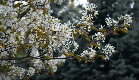 Amelanchier canadensis (Serviceberry) tree with masses of elegant, white flowers.