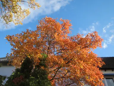 Amelanchier lamarckii elegant white flowers.
