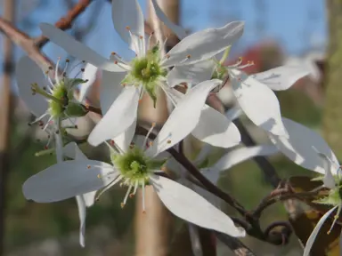 Amelanchier lamarckii specimen tree with orange, autumn foliage.