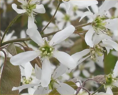 amelanchier-canadensis-1