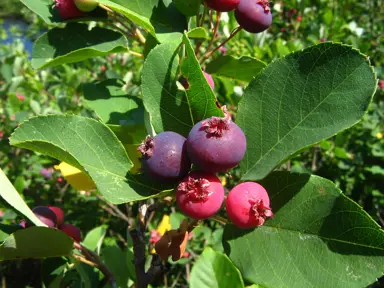 amelanchier-canadensis-3