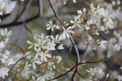 amelanchier-canadensis-4