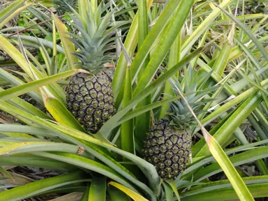 Ananas comosus (Pineapple Plant) with slender green leaves and a green fruit.