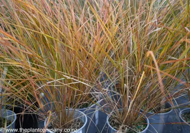 Anemanthele lessoniana grass with colourful, orange and green foliage growing in a pot.