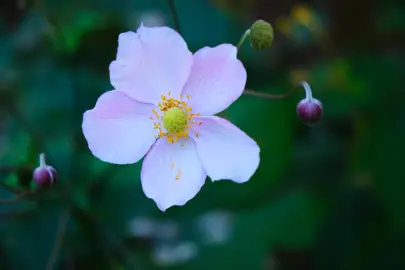 Anemone hupehensis pink flowers.
