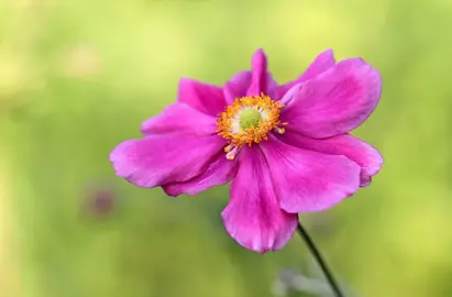Anemone 'Prince Henry' semi-double pink flower.