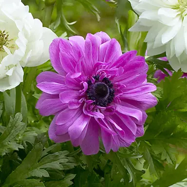 Anemone The Admiral double purple flower against green foliage.
