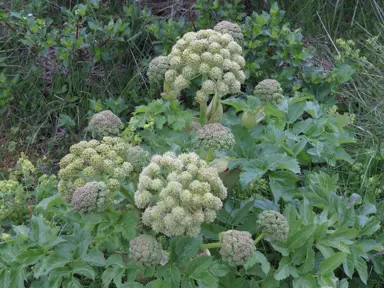 Angelica archangelica (Norwegian Angelica) plant with green flowers above lush, green foliage.