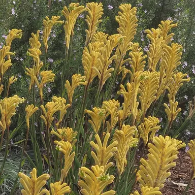 Anigozanthos 'Bush Bonanza' plants with masses of yellow flowers above lush, green foliage.
