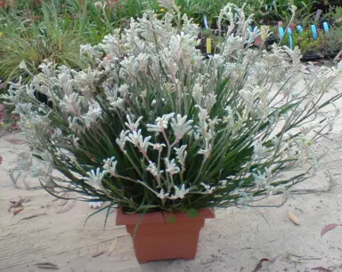 Anigozanthos 'Bush Diamond' plant in a pot with masses of grey flowers and lush green foliage.