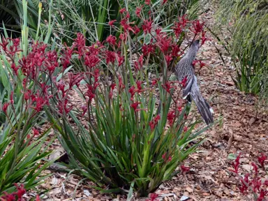 Anigozanthos 'Bush Elegance' plants with dark red flowers above lush, green foliage.