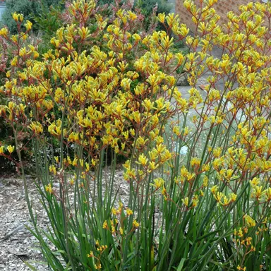 Anigozanthos 'Bush Gold' plants with stunning yellow flowers above green foliage.