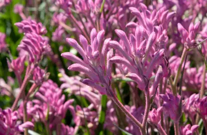 Anigozanthos 'Bush Pearl' elegant pink flowers.