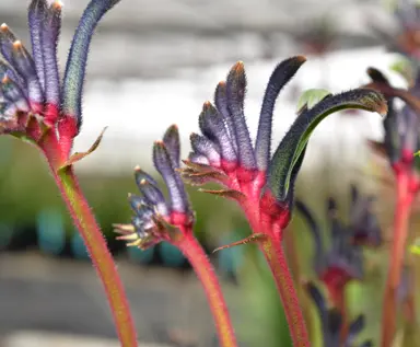 Anigozanthos 'Celebrations Jazz' purple, blue, and red flowers.