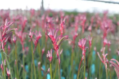 Anigozanthos 'Celebrations Valentine' colourful pink and red flowers.