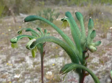 Anigozanthos 'Green Machine' green flowers.
