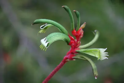 Anigozanthos manglesii 'Red' flowers.