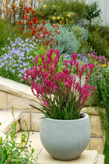 Anigozanthos 'Pink Beauty' plant in a large pot with lush green foliage and stunning, dark pink flowers.