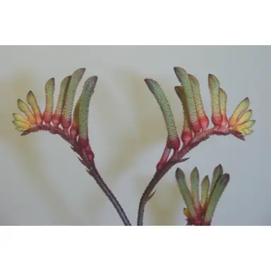 Anigozanthos 'Triple Treat' flower.